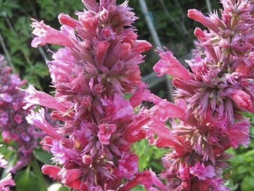 AGASTACHE x mexicana 'Red Fortune'