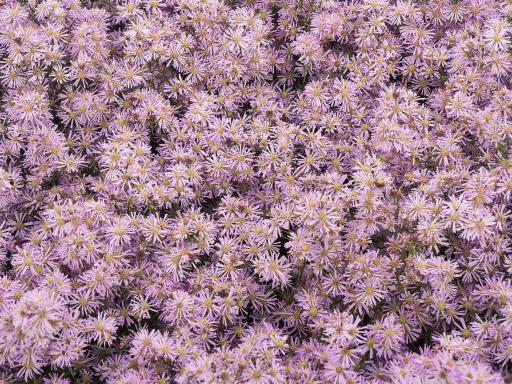 ASTER x 'Esther'